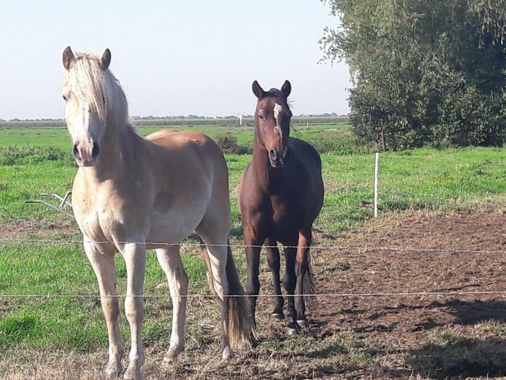 Bedstay41 Oudewater Luaran gambar